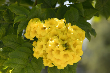 Yellow flowers growing in the sunshine