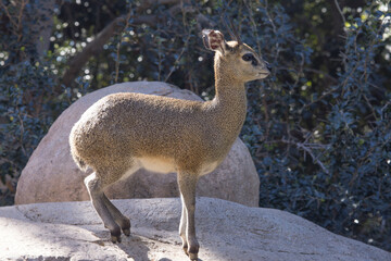 Klipspringer outdoors in the sunshine