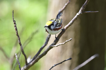 Chesnut-sided Warbler perched on a branch