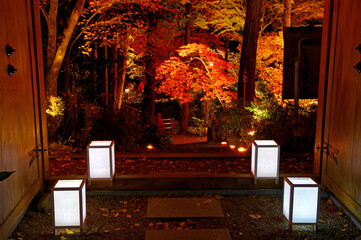 京都亀岡　神蔵寺の紅葉（夜景）