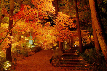 京都亀岡　神蔵寺の紅葉（夜景）