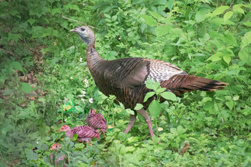 Female Turkey and her young chicks, known as poults, look for food in our woods here in Windsor in Upstate NY.