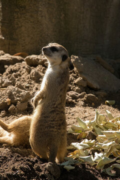 An Alert Meerkat Watching For Danger