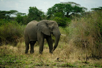 Obraz premium Elephant in Serengeti national park