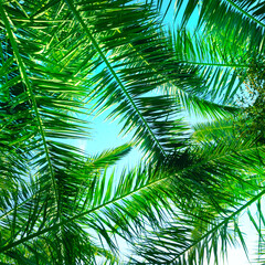 Obraz na płótnie Canvas Green palm or coconut tree leaves on sky background.
