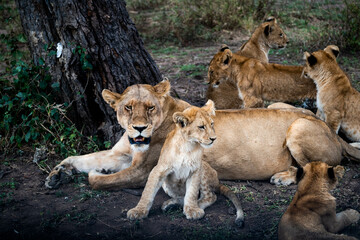 lion cubs playing in the wild