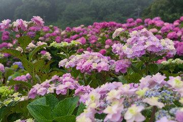 朝露に濡れるガクアジサイ