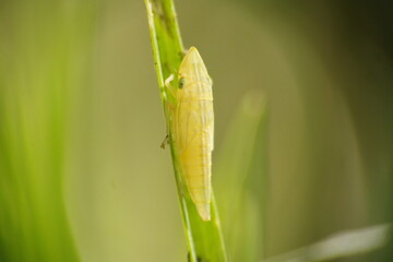 Yellow leafhopper on a blade of grass in a field in Cotacachi, Ecuador