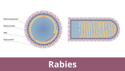 Rabies virus (Rabies lyssavirus) is a neurotropic virus with single RNA strand, bullet shape and cocentric layers. Virion visualization including RNA, glycoprotein, matrix protein and nucleocapsid. - obrazy, fototapety, plakaty