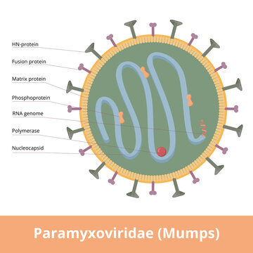 Paramyxoviridae (Mumps) is negative-sense single stranded RNA viruses that cause a wide variety of diseases. Virion includes fusion and matrix protein, RNA genome, polymerase and HN-protein.
