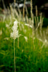 A tip of a white meadow-grasses in roadside - obrazy, fototapety, plakaty