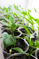 Growing sweet peppers for the garden in plastic cups on the windowsill in the apartment. Young seedlings of green peppers in cups. Home garden on the windowsill. Selective focus