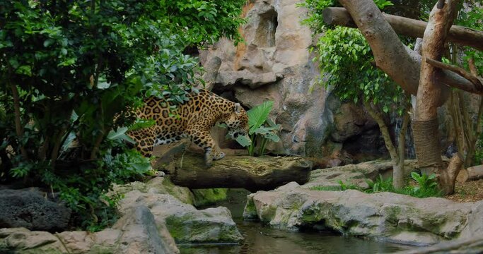 Jaguar walks inside jungle forest on fallen tree trunk. Wild panther