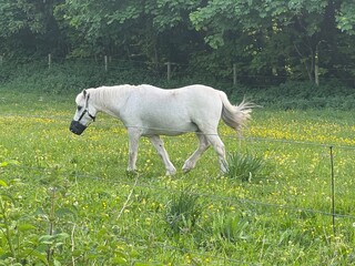 white horse in the meadow