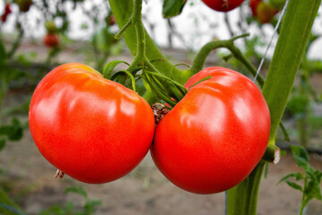 Red tomatoes grow on a bush in the greenhouse close-up. Business concept, fresh harvest, vegetarian diet of raw foods. Organic food without GMOs