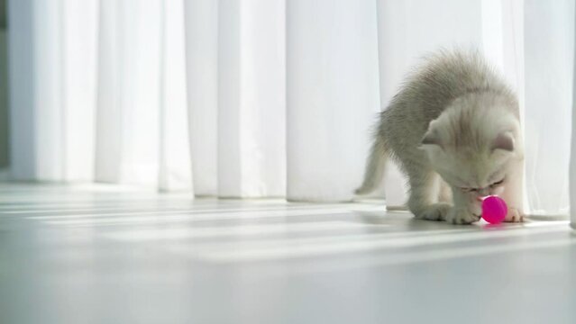 A small Scottish fold kitten plays with a pink ball on the floor. Beautiful white-gray cat with blue eyes.