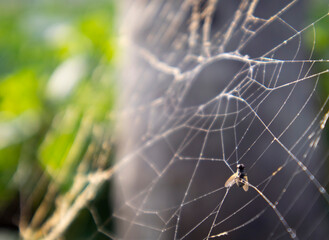 A spider web in the jungle