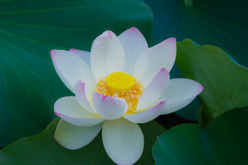 蓮の花（大阪市長居植物園）