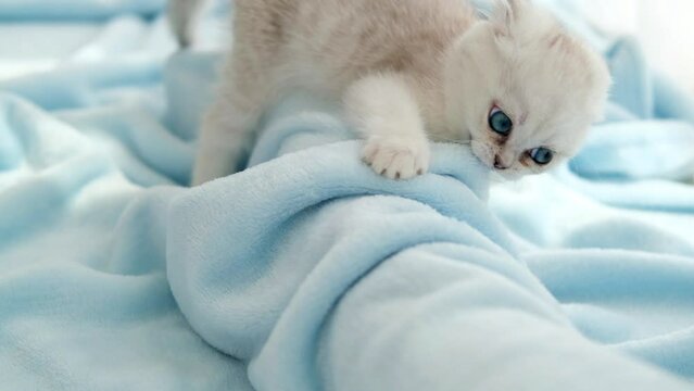 A beautiful little white-gray kitten with blue eyes clutched the bedspread with its teeth and claws. Scottish fold cat is playing on the bedspread.