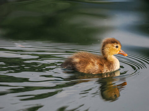 Duck chick (Mallard duck, Anas platyrhynchos), swimming on the lake