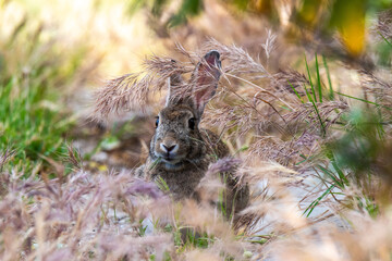A European rabbit (Oryctolagus cuniculus) also known as coney is seen hiding in the grass during a spring day.