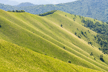 Fototapeta premium Meadow on the slope of a green hill in the mountains of italian alps. The shape of the hill is making a beautiful texture, useful for backgrounds.