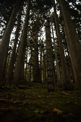 Fototapeta premium path in the forest