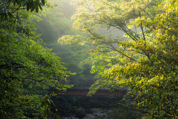 morning in the forest