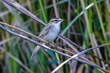 Schilfrohrsänger.Acrocephalus schoenobaenus.(Linnaeus, 1758)