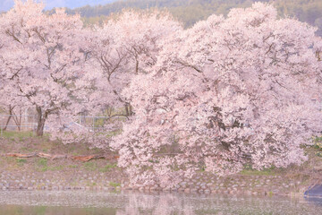 Naklejka premium cherry blossom