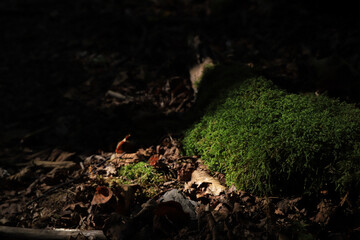moss on the ground
