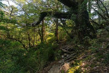 tree in the forest
