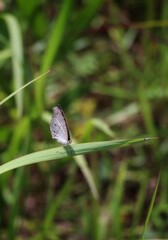 butterfly on grass leaf