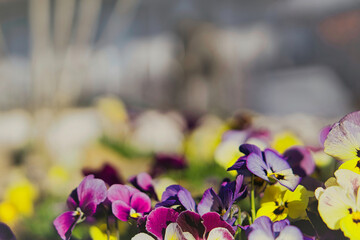 Fototapete bei efototapeten.de bestellen   