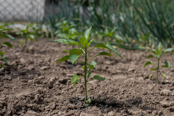 Seedlings of young peppers in the garden in spring   