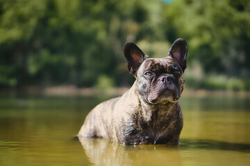 Bulldogge im Wasser