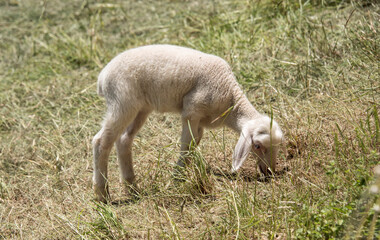 Naklejka na ściany i meble a lamb grazing on a pasture in summer