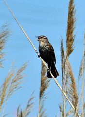 Red Wing Blackbird Female