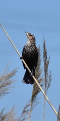 Red Wing Blackbird Female