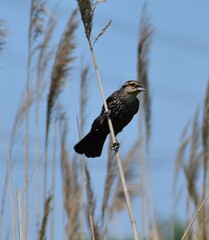 Red Wing Blackbird Female