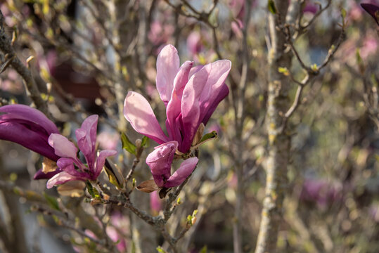 a magnolia flower with pink and purple petals