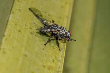 The fly is the common name of arthropods from the insect order called biplanes or biplanes.