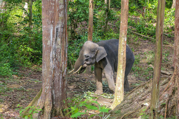 elephant at the forest