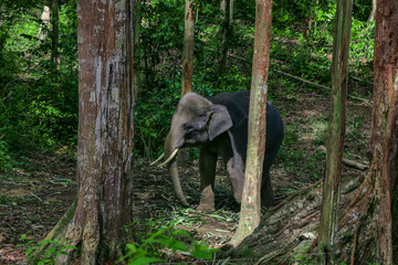 elephant at the forest