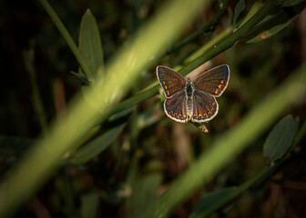 The Brown argus is a small butterfly that is on the wing throughout the summer
