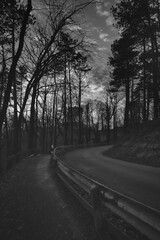 Schwarz Weiß Waldweg
