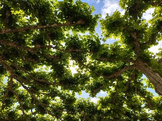Platane im Sonnenlicht aus der Froschperspektive fotografiert