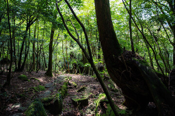 Fototapeta premium forest in the morning