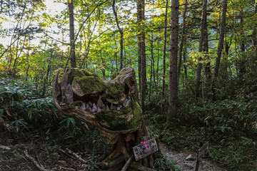 Obraz premium tree in the forest