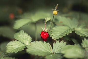 Red wild strawberry on a background of green leaves.